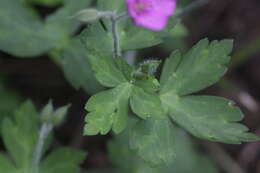 Image of Thunberg's geranium