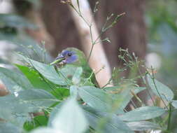 Image of Blue-faced Parrot-Finch