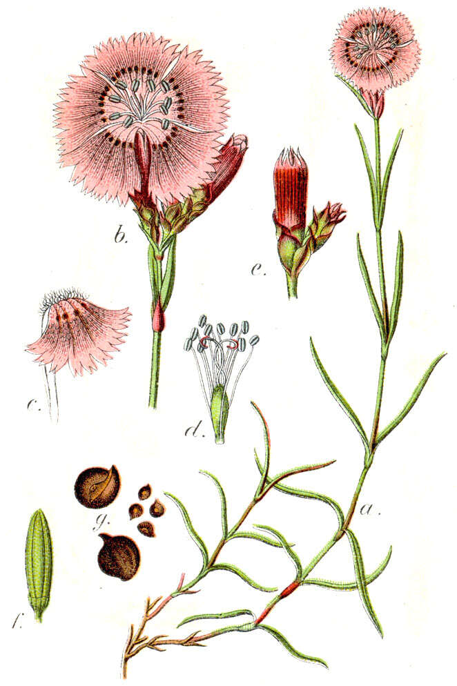 Image of Sequier's pink