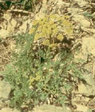 Image of bigseed biscuitroot