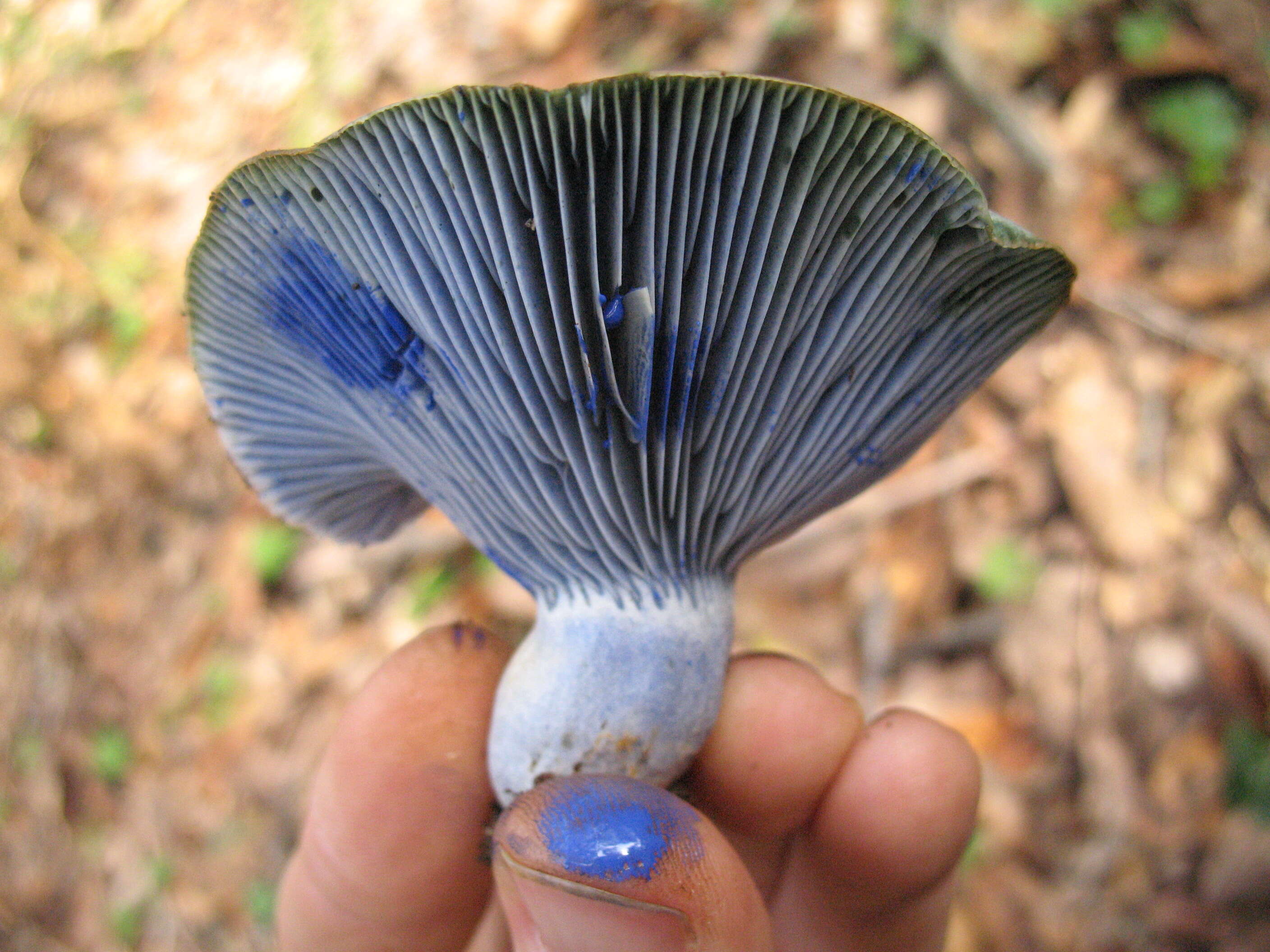 Lactarius indigo (Schwein.) Fr. 1838 resmi