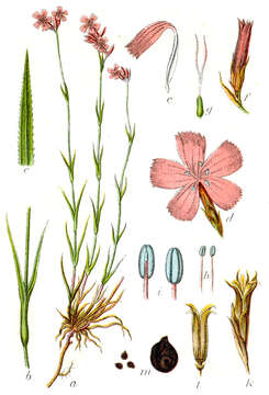 Image of carthusian pink