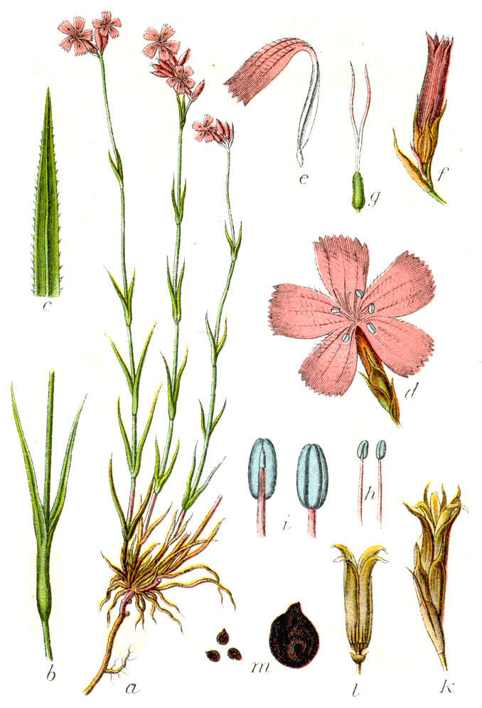 Image of carthusian pink