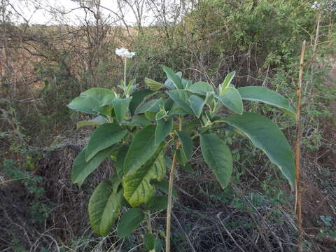 Solanum umbellatum Mill.的圖片