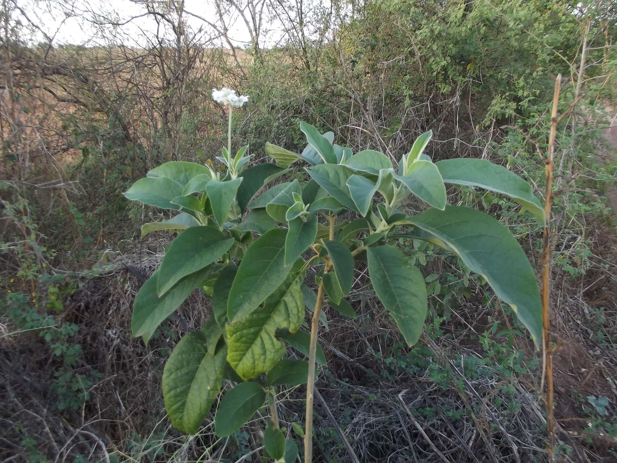 Image de Solanum umbellatum Mill.