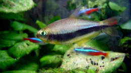 Image of emperor tetra