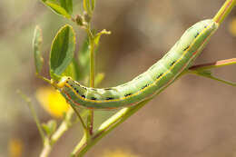 Image of Sword-grass moth