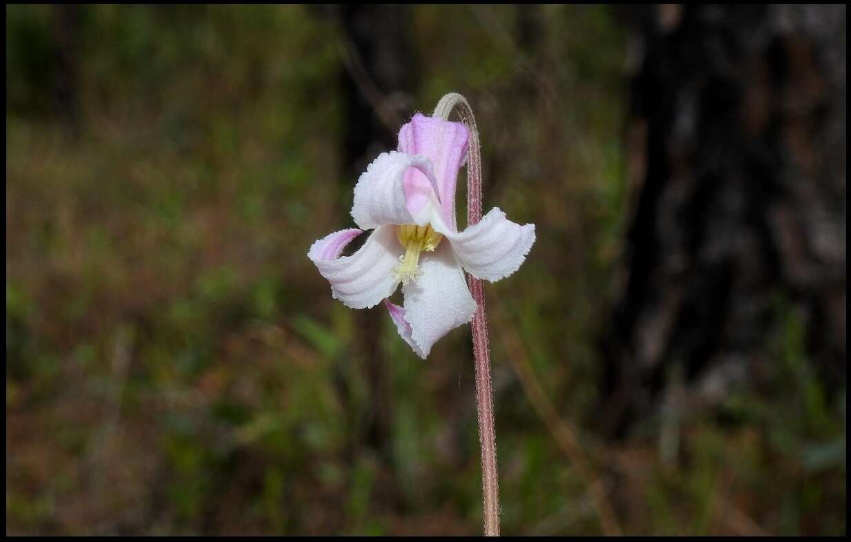 Image of Baldwin's Clematis