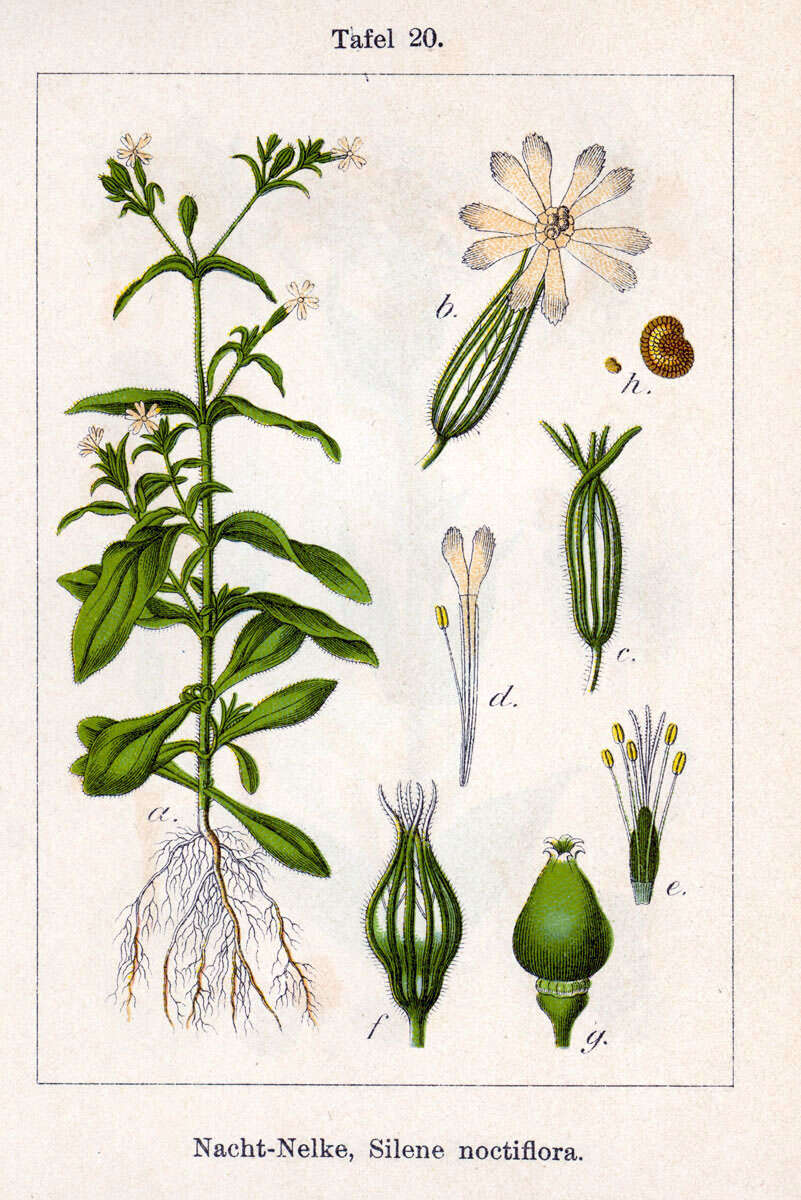 Imagem de Silene noctiflora L.