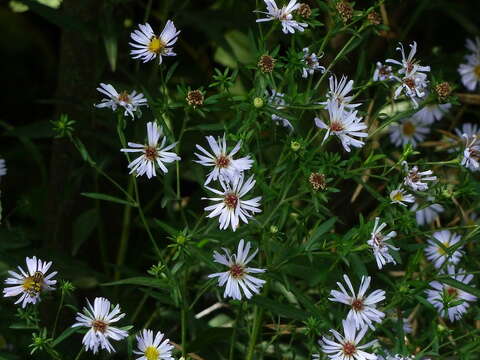 Image of New York aster