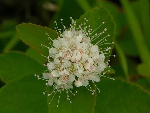 Image of Steven's Meadowsweet