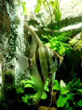 صورة Pterophyllum altum Pellegrin 1903