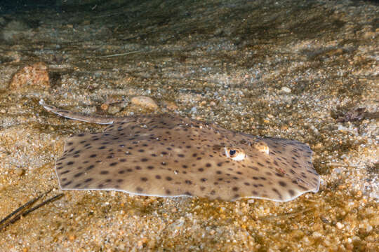 Image of Blonde Ray