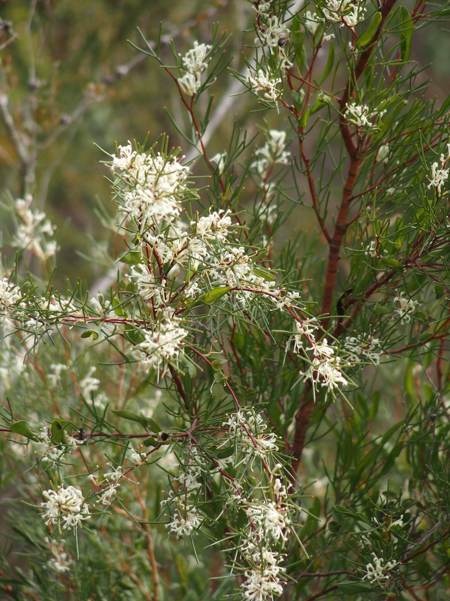 Image de Hakea trifurcata (Sm.) R. Br.