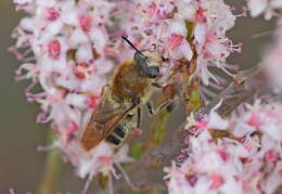 صورة Stratiomys longicornis (Scopoli 1763)