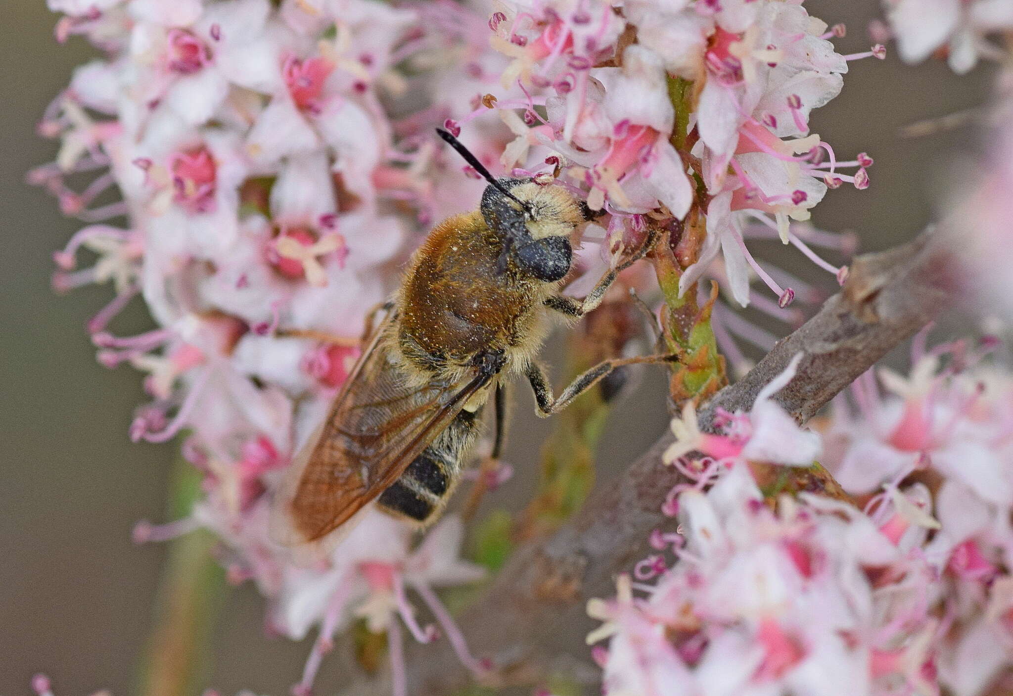 صورة Stratiomys longicornis (Scopoli 1763)