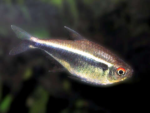 Image of Black neon tetra