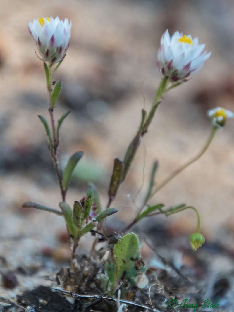 Image of Waitzia suaveolens (Benth.) Druce