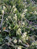 Image of warty bedstraw