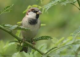 Image of Passer domesticus parkini Whistler 1920