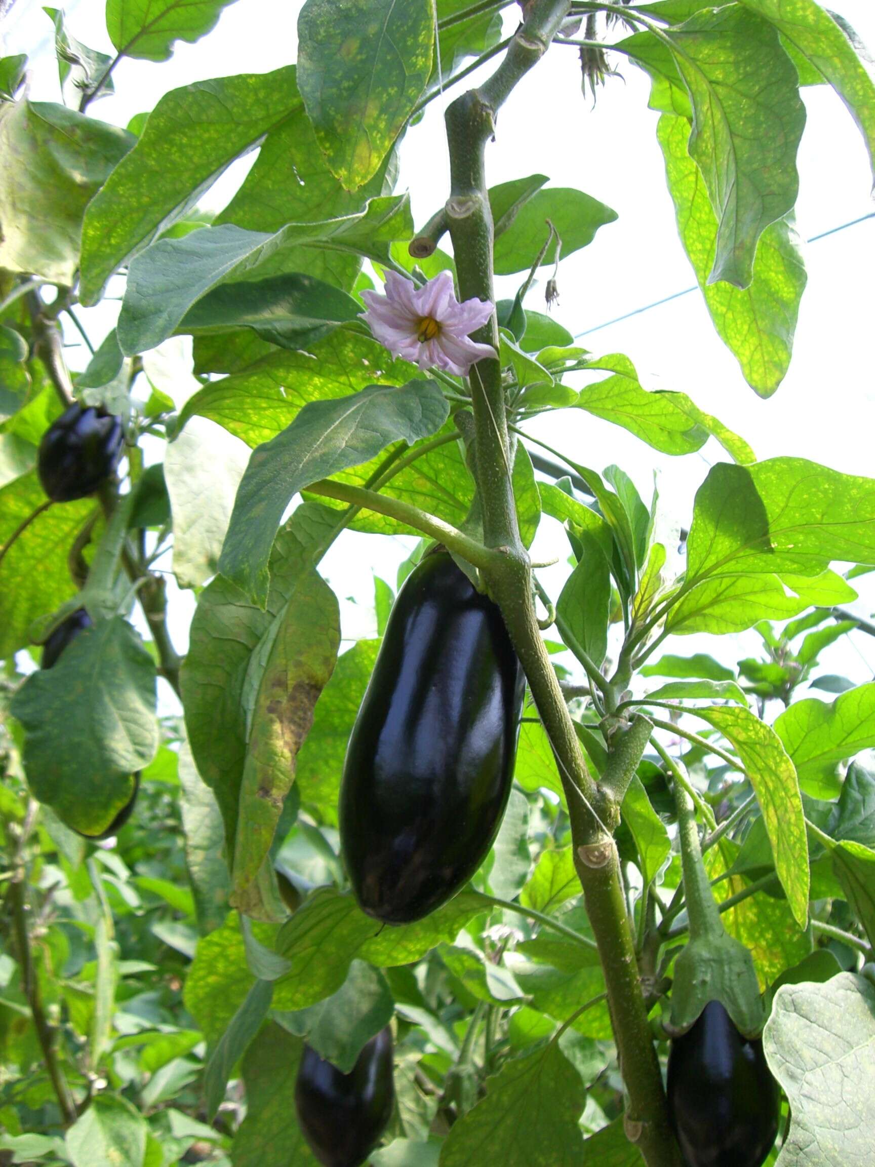 Image of eggplant