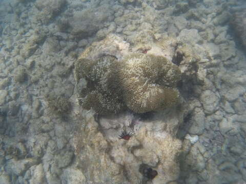 Image of Atlantic carpet anemone