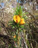 Image of Pultenaea daltonii H. B. Will.