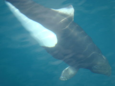 Image of Dall's Porpoise