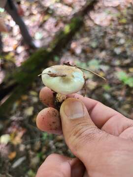 Plancia ëd Hygrophorus occidentalis A. H. Sm. & Hesler 1939