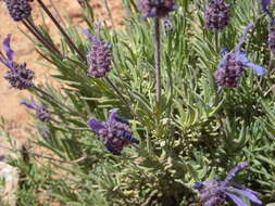 Image of Lavandula pedunculata (Mill.) Cav.