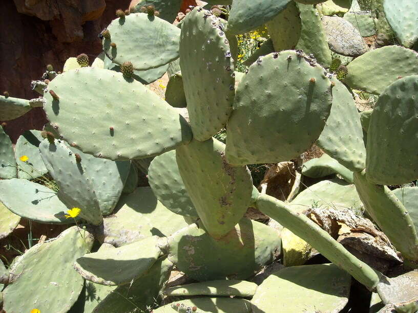 Image of Barbary Fig