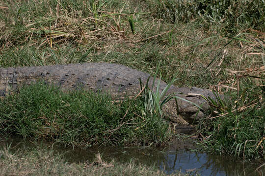 Crocodylus niloticus africanus Laurenti 1768 resmi