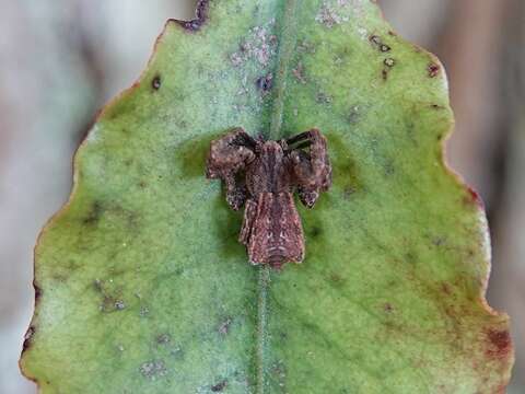 Image of Sidymella angulata (Urquhart 1885)