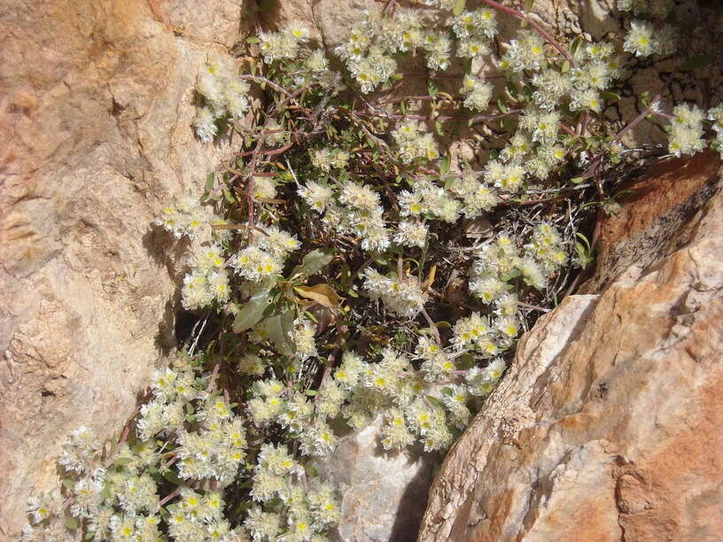 Image of Paronychia argentea Lam.