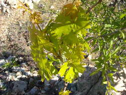 Image of wine grape