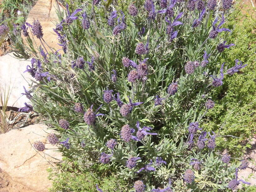 Image of Lavandula pedunculata (Mill.) Cav.