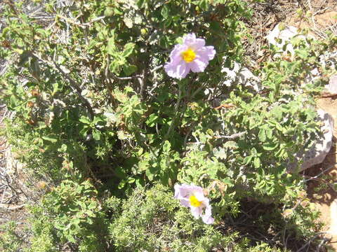 Image of Cistus creticus L.