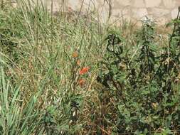 Image de Salvia oppositiflora Ruiz & Pav.