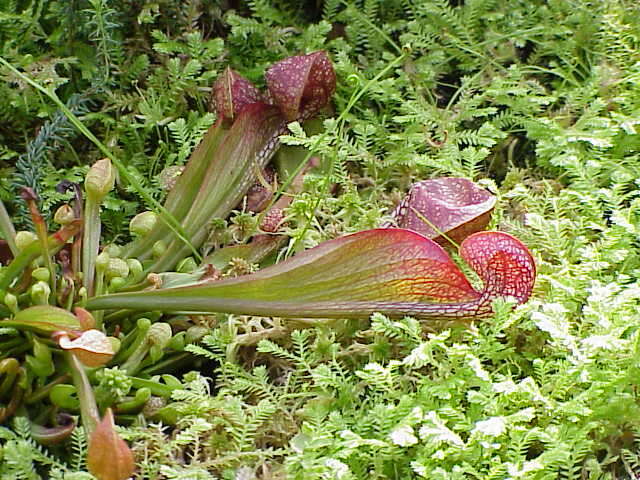 Image of parrot pitcherplant