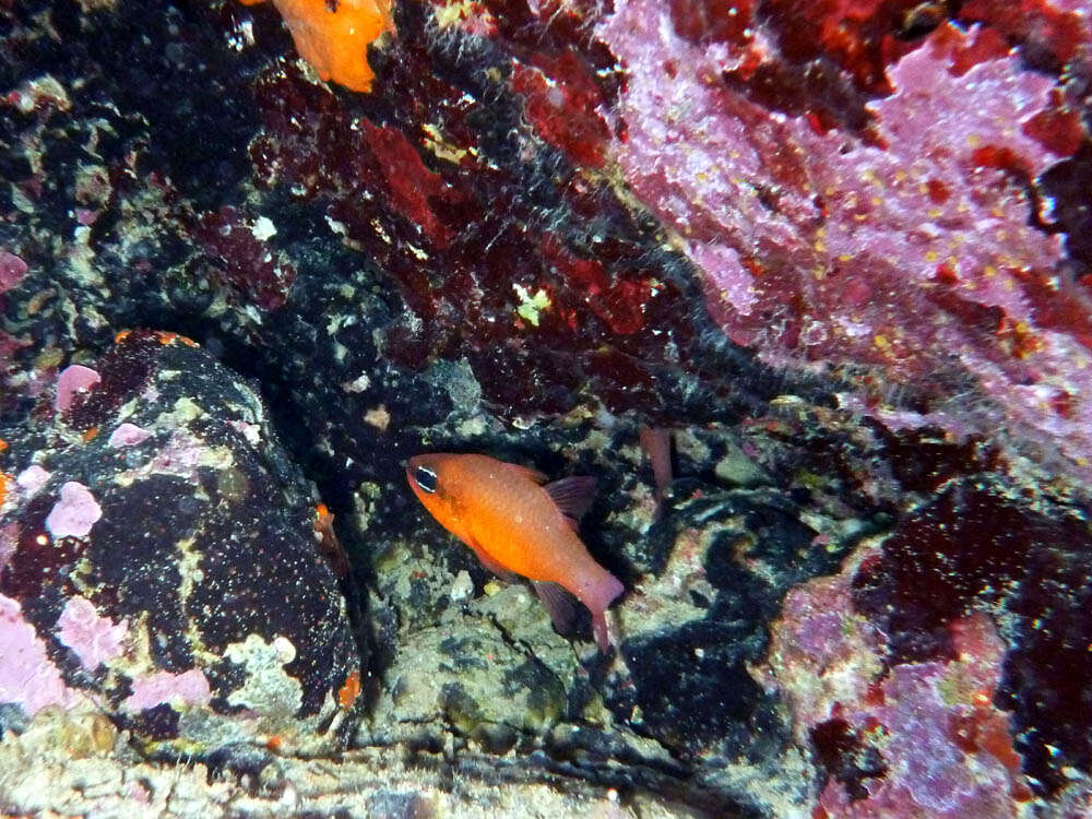 Image of Cardinal Fish