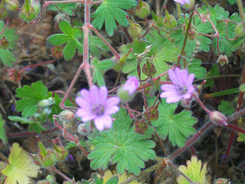 Imagem de Geranium molle L.