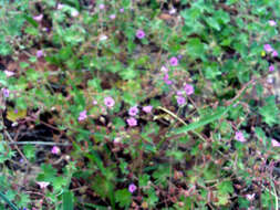 Image of dovefoot geranium
