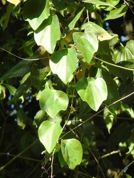 Passiflora guatemalensis S. Wats. ex W. T. Brigham的圖片