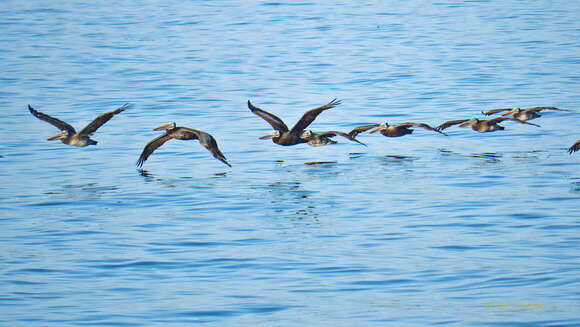 Image of Peruvian Pelican