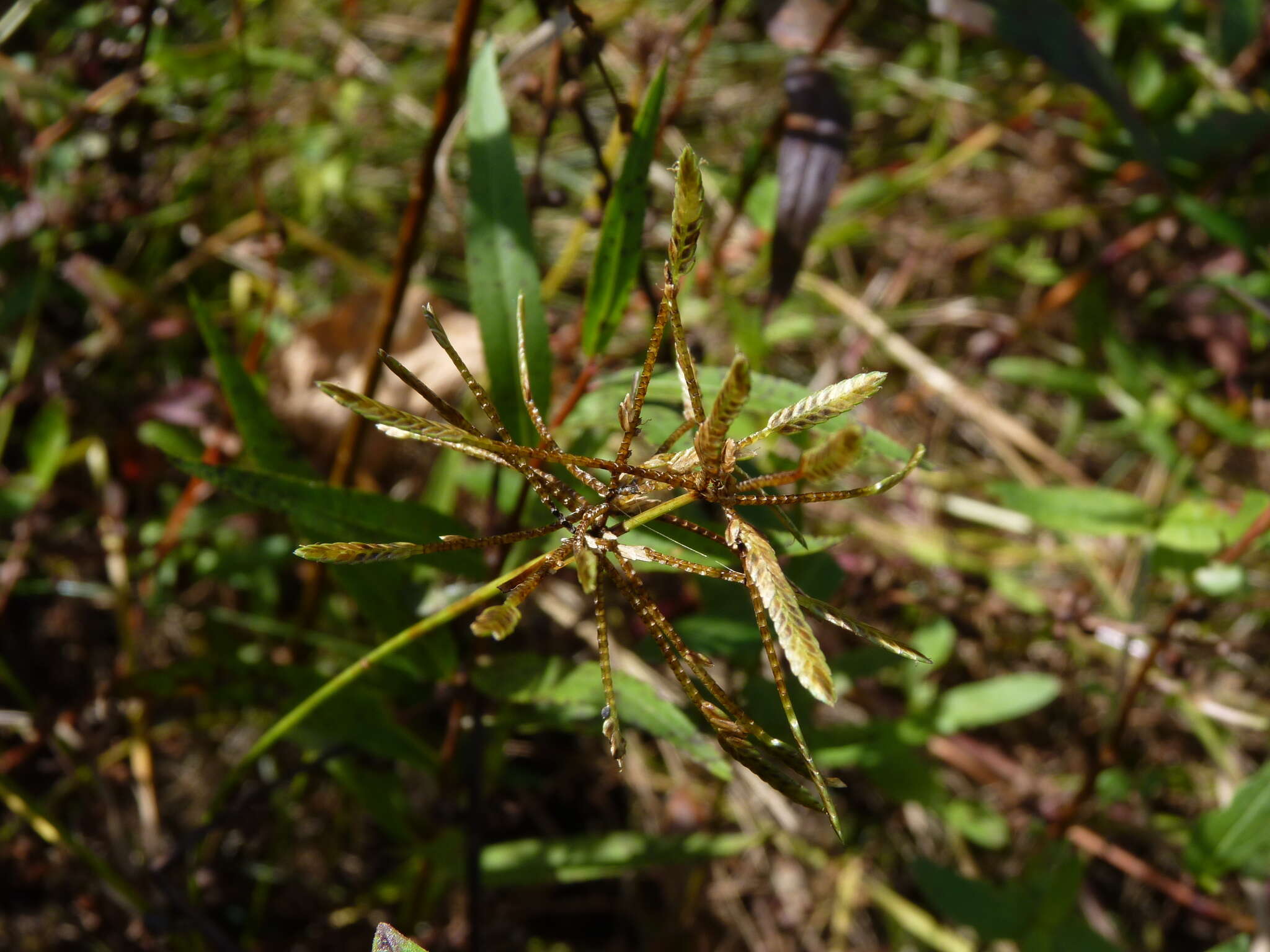 Image of Yellow Flat Sedge