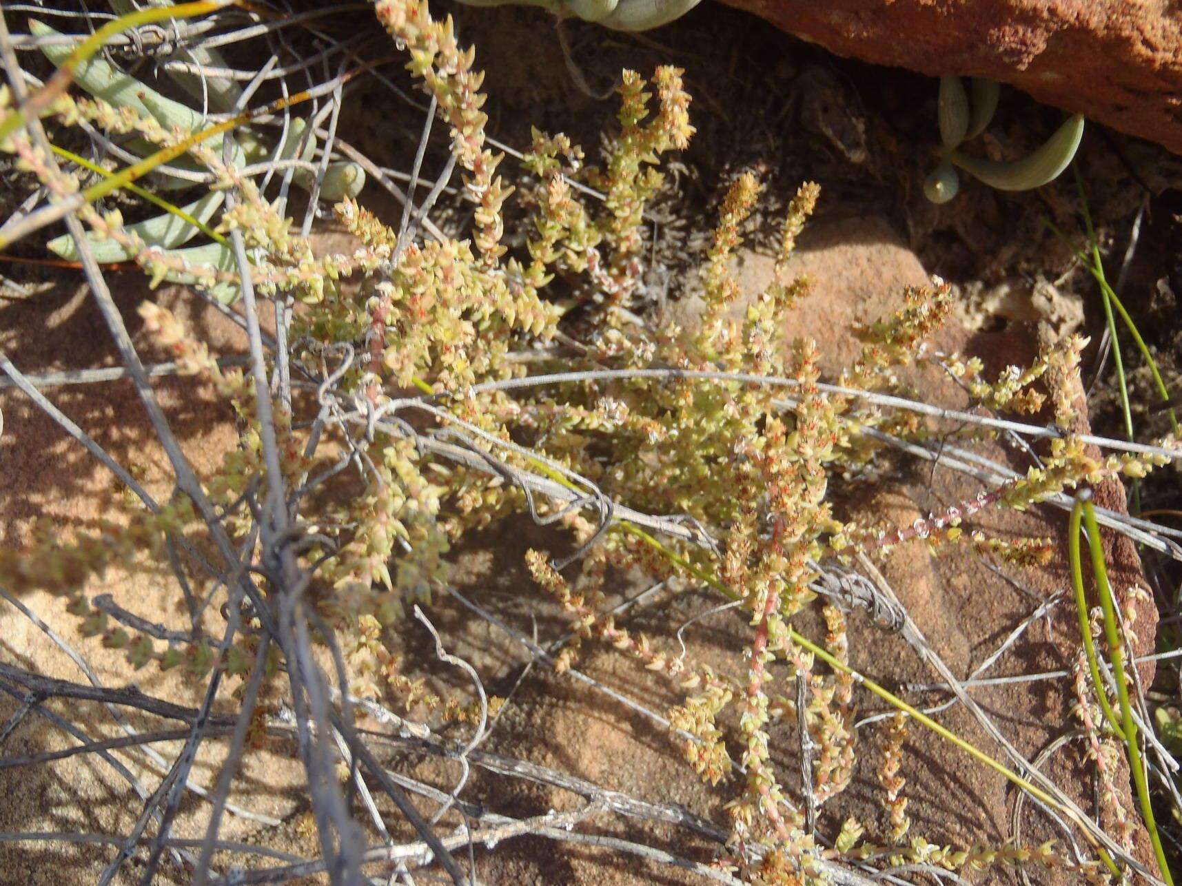 Image of <i>Crassula <i>muscosa</i></i> var. muscosa