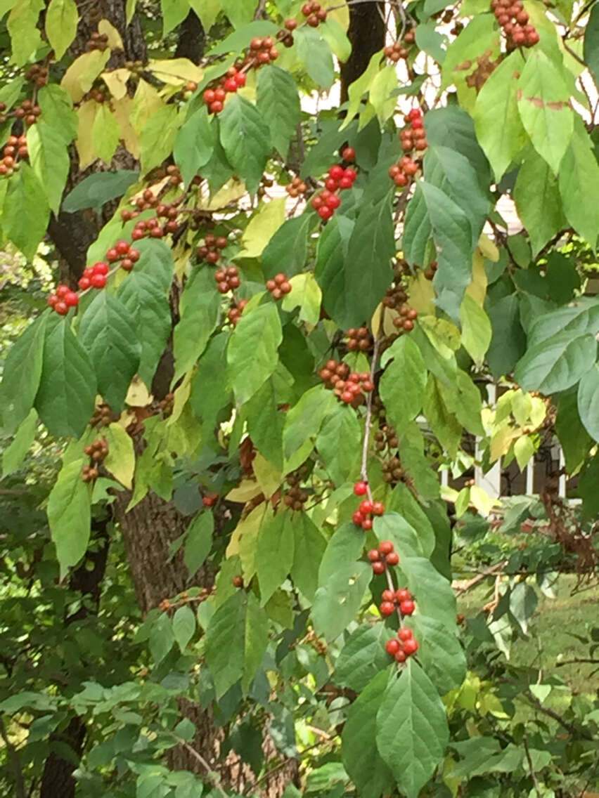 Image of Amur honeysuckle