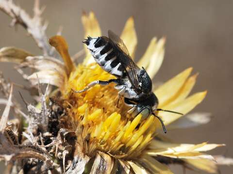 Image of Carlina curetum Heldr. ex Halacsy