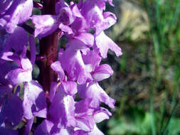 Image of Stately Dactylorhiza