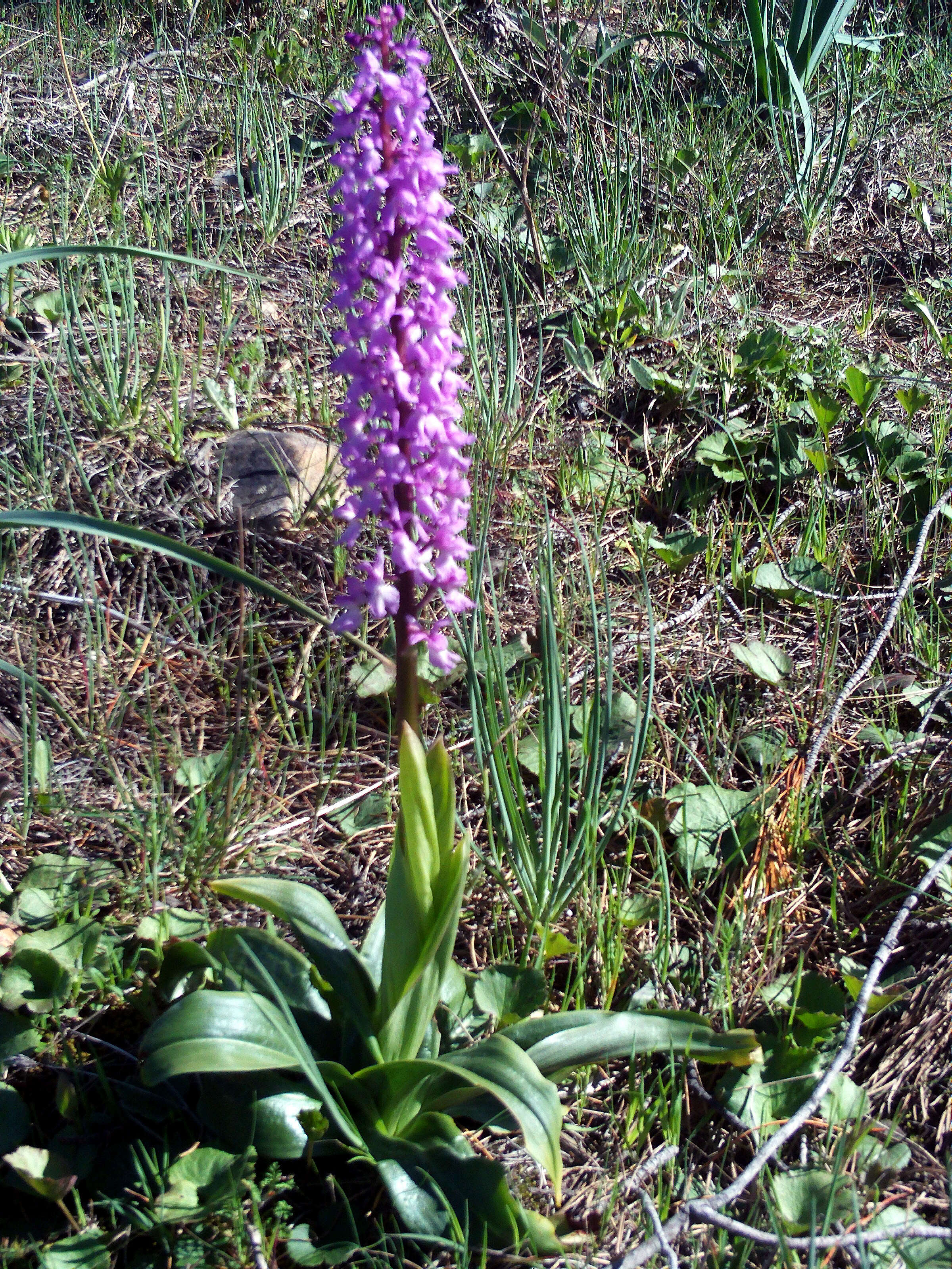 Image of Stately Dactylorhiza